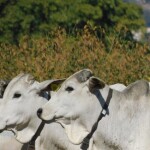 Novidade tecnológica será uma das atrações do Congresso Brasileiro de Agricultura de Precisão (ConBAP), em Porto Alegre (RS), marcado para 13 a 16 de julho de 2026. (Divulgação)