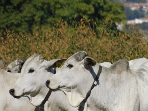 Novidade tecnológica será uma das atrações do Congresso Brasileiro de Agricultura de Precisão (ConBAP), em Porto Alegre (RS), marcado para 13 a 16 de julho de 2026. (Divulgação)