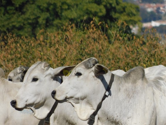 Novidade tecnológica será uma das atrações do Congresso Brasileiro de Agricultura de Precisão (ConBAP), em Porto Alegre (RS), marcado para 13 a 16 de julho de 2026. (Divulgação)