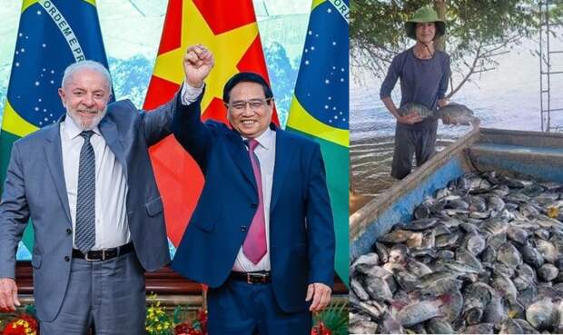 Governo classifica a tilápia como espécie invasora. “Brasil se tornou o principal destino da tilápia vietnamita e demonstra preocupação com as medidas adotadas em solo brasileiro”. (Divulgação)