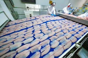 A PEIXE BR reafirma que a proteção da sanidade aquícola nacional e a garantia de isonomia nas exigências aplicadas aos produtos importados são fundamentais para assegurar a competitividade da piscicultura brasileira e a segurança do abastecimento. (Foto: Divulgação-C.Vale)