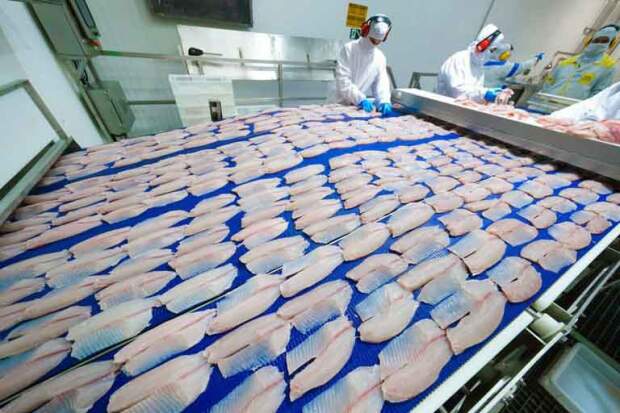 A PEIXE BR reafirma que a proteção da sanidade aquícola nacional e a garantia de isonomia nas exigências aplicadas aos produtos importados são fundamentais para assegurar a competitividade da piscicultura brasileira e a segurança do abastecimento. (Foto: Divulgação-C.Vale)
