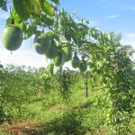 Com produtividade superior e frutos de maior rendimento industrial, essas variedades têm contribuído para ampliar a competitividade do Brasil no mercado interno e externo, além de oferecer alternativas sustentáveis para pequenos e médios produtores. (Divulgação IAC)