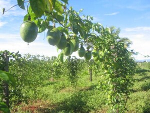 Com produtividade superior e frutos de maior rendimento industrial, essas variedades têm contribuído para ampliar a competitividade do Brasil no mercado interno e externo, além de oferecer alternativas sustentáveis para pequenos e médios produtores. (Divulgação IAC)
