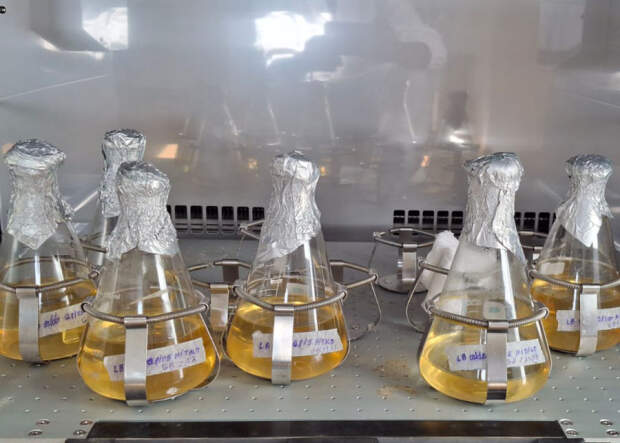 Bactérias fixadoras de nitrogênio. (Foto: Lúcia Hoffmann)