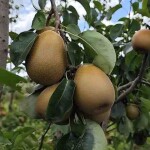 A pera Área é resultado de 20 anos de seleção, avaliação agronômica e validação em diferentes condições de cultivo / Foto: Fábio Ribeiro
