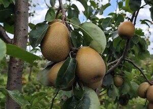 A pera Área é resultado de 20 anos de seleção, avaliação agronômica e validação em diferentes condições de cultivo / Foto: Fábio Ribeiro