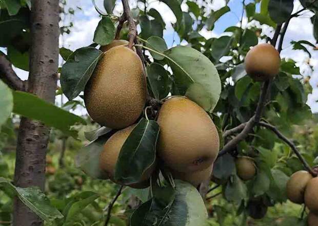 A pera Área é resultado de 20 anos de seleção, avaliação agronômica e validação em diferentes condições de cultivo / Foto: Fábio Ribeiro