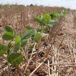 Entre as estratégias recomendadas estão o respeito aos períodos de semeadura indicados pelo Zoneamento Agrícola de Risco Climático (Zarc) e a formação de palhada para proteção do solo. (Foto: Luiz Menegheti)