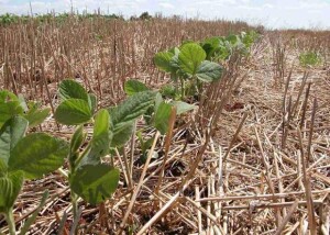 Entre as estratégias recomendadas estão o respeito aos períodos de semeadura indicados pelo Zoneamento Agrícola de Risco Climático (Zarc) e a formação de palhada para proteção do solo. (Foto: Luiz Menegheti)