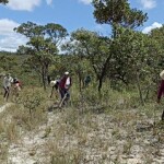 Com a iniciativa, sementes de mais de 150 espécies de plantas nativas do Cerrado (árvores, arbustos e gramíneas) já foram coletadas e aplicadas em campo. (Foto: projAraticum-FotoRSC-4)