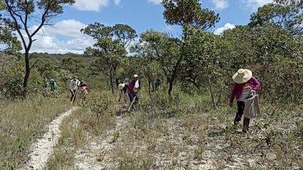 Com a iniciativa, sementes de mais de 150 espécies de plantas nativas do Cerrado (árvores, arbustos e gramíneas) já foram coletadas e aplicadas em campo. (Foto: projAraticum-FotoRSC-4)