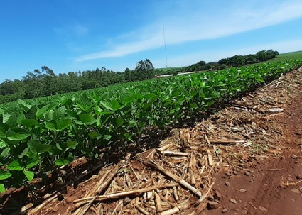 Palhada do milho com soja / Foto: Joseani Antunes