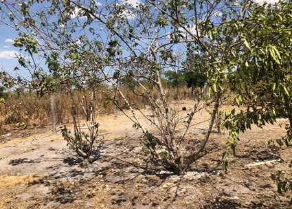 bactérias diazotróficas encontradas nas raízes de algodão arbóreo, espécie também conhecida como algodão ancestral ou algodão de quintal, o Gossypium barbadense.
