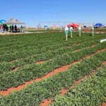 Em cenário de maior rendimento por hectare, Ourofino Agrociência participa da 8ª Feira Nacional do Amendoim, de 12 a 14 de agosto, em Jaboticabal (SP). (Reprodução)