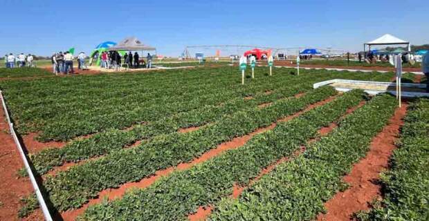 Em cenário de maior rendimento por hectare, Ourofino Agrociência participa da 8ª Feira Nacional do Amendoim, de 12 a 14 de agosto, em Jaboticabal (SP). (Reprodução)