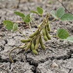 O documento extrapola o fenômeno e enfatiza a necessidade de ações permanentes para gestão de riscos climáticos. (Foto: Adobe Stock)