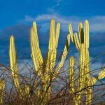 A Caatinga abriga uma diversidade microbiana ainda pouco explorada, capaz de fornecer organismos adaptados a condições adversas. Foto: Saulo Coelho. (Divulgação)