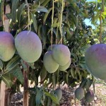 A pesquisa sobre o escurecimento da polpa da manga tem impacto direto sobre um dos principais produtos da fruticultura nacional. (Foto: Fernanda Birolo