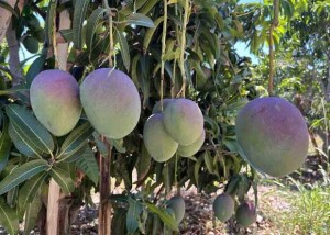 A pesquisa sobre o escurecimento da polpa da manga tem impacto direto sobre um dos principais produtos da fruticultura nacional. (Foto: Fernanda Birolo