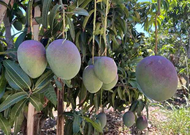 A pesquisa sobre o escurecimento da polpa da manga tem impacto direto sobre um dos principais produtos da fruticultura nacional. (Foto: Fernanda Birolo