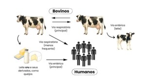 Transferência de tecnologia
