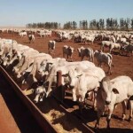 Após pico de ocupação dos confinamentos em agosto, protocolo de entrada ganha importância para evitar perdas por doenças, parasitas e estresse. (Reprodução / Portal Agro)