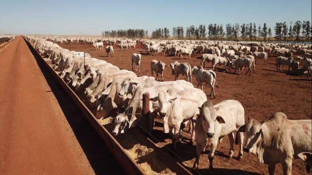 Após pico de ocupação dos confinamentos em agosto, protocolo de entrada ganha importância para evitar perdas por doenças, parasitas e estresse. (Reprodução / Portal Agro)