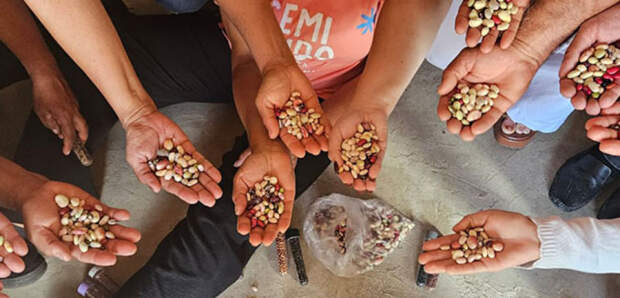 Conservação dinâmica: as sementes permanecem nas mãos das famílias, circulam entre comunidades, voltam à terra e são selecionadas a cada safra. Projeto inclui a conservação de sementes de feijão. (Foto: Heloisa Amaral)