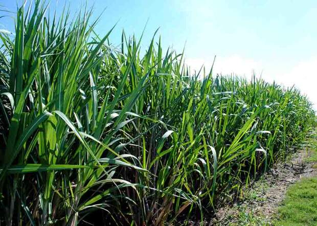 Enquanto o cálculo tradicional avalia cada produto isoladamente, a nova abordagem considera os efeitos de sua ocorrência conjunta na água. (Foto: Paulo Lanzetta)