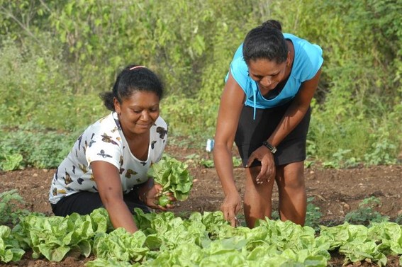 Celebrado em 15 de outubro, data foi criada para reconhecer a contribuição das mulheres para a produção de alimentos, o desenvolvimento econômico e a sustentabilidade das comunidades agrícolas. (Divulgação)