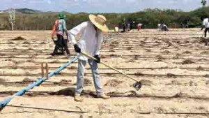 Implantação do campo de multiplicação realizado pela COPPABACS em Delmiro Gouveia, Alagoas -na comunidade de Terra do Sol. (Foto: Gabrielly Targino)