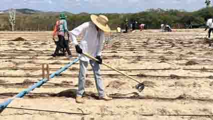 Implantação do campo de multiplicação realizado pela COPPABACS em Delmiro Gouveia, Alagoas -na comunidade de Terra do Sol. (Foto: Gabrielly Targino)