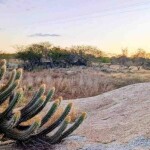 Seca e estiagem afetaram cerca de 1,4 milhão de pessoas na região; agricultura concentrou R$ 3,4 bilhões em perdas. (Foto: Marquezan Araújo/Brasil 61)