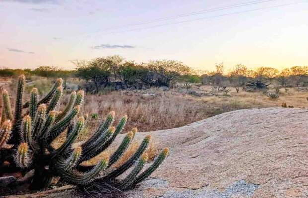 Seca e estiagem afetaram cerca de 1,4 milhão de pessoas na região; agricultura concentrou R$ 3,4 bilhões em perdas. (Foto: Marquezan Araújo/Brasil 61)