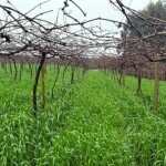 A seleção de variedades de aveia-preta visa manter a cobertura vegetal, proteger as encostas da erosão e reduzir a contaminação do solo em áreas de produção vitivinícola. (Fotos: Henrique Pessoa dos Santos)