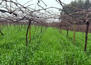 A seleção de variedades de aveia-preta visa manter a cobertura vegetal, proteger as encostas da erosão e reduzir a contaminação do solo em áreas de produção vitivinícola. (Fotos: Henrique Pessoa dos Santos)