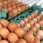 Brasil é o quinto maior produtor mundial de ovos, segundo a Associação Brasileira de Proteína Animal (ABPA). Em 2025, o segmento registrou Valor Bruto da Produção de R$ 29,2 bilhões. (Freepik)
