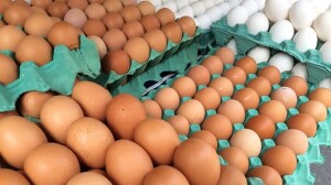 Brasil é o quinto maior produtor mundial de ovos, segundo a Associação Brasileira de Proteína Animal (ABPA). Em 2025, o segmento registrou Valor Bruto da Produção de R$ 29,2 bilhões. (Freepik)
