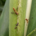 Onde não há aplicação de produtos químicos a biodiversidade fica equilibrada, o que favorece o controle biológico. (Moscas-sirfídeos / Foto: Simone Mendes)