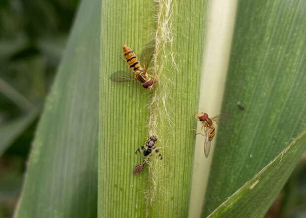 Onde não há aplicação de produtos químicos a biodiversidade fica equilibrada, o que favorece o controle biológico. (Moscas-sirfídeos / Foto: Simone Mendes)