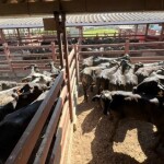 As novilhas passaram por quarentena de 30 dias e por controles sanitários rigorosos antes do embarque realizado no Aeroporto de Viracopos, em Campinas/SP. (Divulgação)