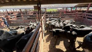 As novilhas passaram por quarentena de 30 dias e por controles sanitários rigorosos antes do embarque realizado no Aeroporto de Viracopos, em Campinas/SP. (Divulgação)